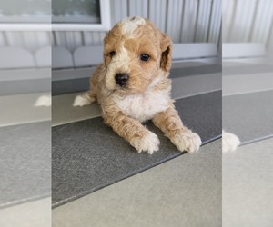 Poodle (Miniature) Puppy for sale in HURSHTOWN, IN, USA