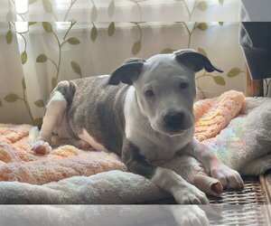 Mutt Dogs for adoption in Rockaway, NJ, USA