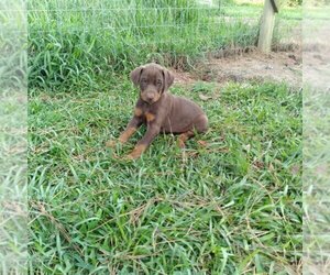 Doberman Pinscher Puppy for sale in MOUNT OLIVE, NC, USA