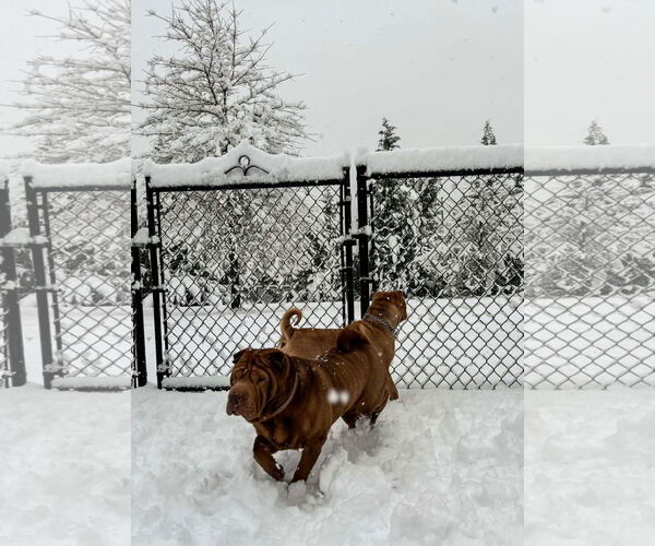 Medium Photo #3 Mutt Puppy For Sale in Spring Lake, NJ, USA