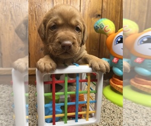 Labrador Retriever Puppy for sale in NEOLA, WV, USA