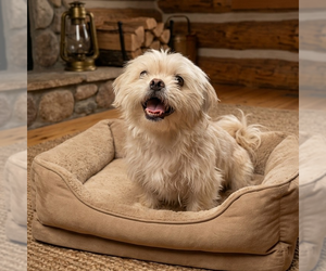 Shih Tzu Dogs for adoption in Vail, AZ, USA