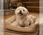 Small Shih Tzu