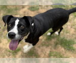 Small #1 Mutt
