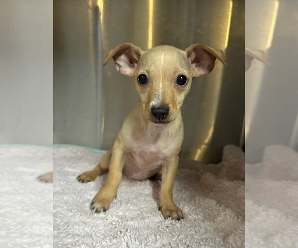 Medium Photo #1 Chihuahua-Unknown Mix Puppy For Sale in Oak Bluffs, MA, USA