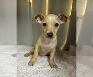 Chihuahua-Unknown Mix Dogs for adoption in Oak Bluffs, MA, USA
