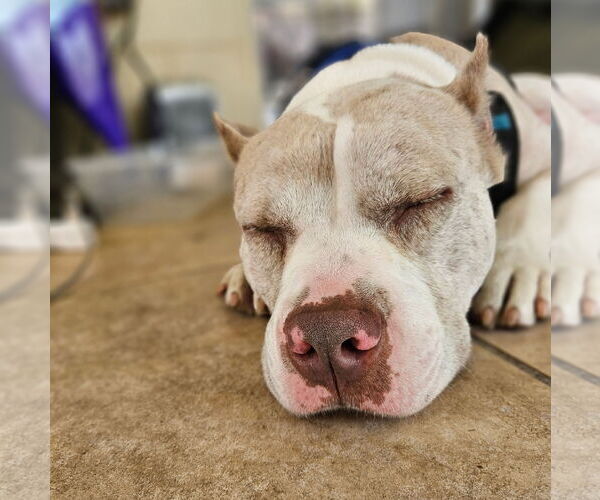 Medium Photo #9 American Staffordshire Terrier-Unknown Mix Puppy For Sale in Tampa, FL, USA