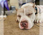 Small #8 American Staffordshire Terrier Mix