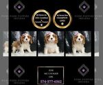 Puppy Zuri AKC Cavalier King Charles Spaniel