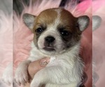 Image preview for Ad Listing. Nickname: Sahara