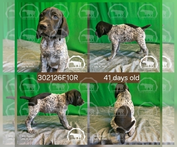 Medium Photo #34 German Shorthaired Pointer Puppy For Sale in MOYIE SPRINGS, ID, USA