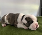 Puppy Pete English Bulldog