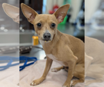 Small #3 Italian Greyhuahua