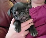 Small #2 Pug