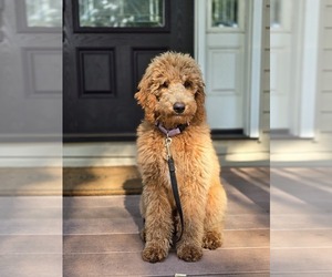 Goldendoodle Puppy for Sale in ELLICOTT, Maryland USA