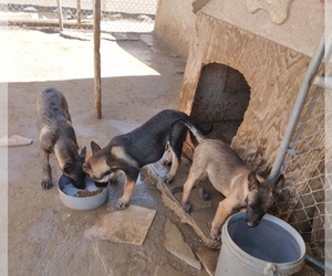 Belgian Malinois Puppy for sale in LAKE LOS ANGELES, CA, USA