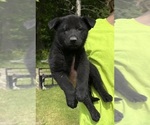 Small #2 German Shepherd Dog