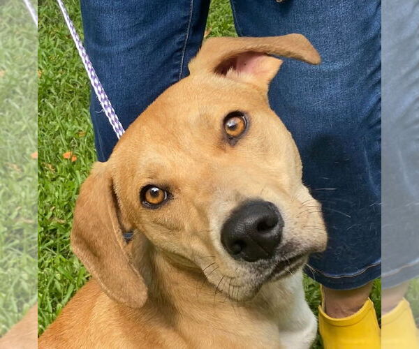 Medium Photo #1 Labrador Retriever-Unknown Mix Puppy For Sale in Canton, CT, USA