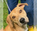 Small Labrador Retriever Mix