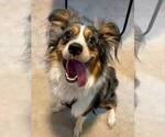 Small #1 Miniature Australian Shepherd