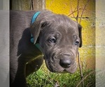 Small #4 Great Dane