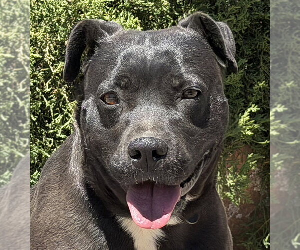 Medium Photo #1 American Staffordshire Terrier Puppy For Sale in Albuquerque, NM, USA
