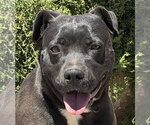 Small American Staffordshire Terrier
