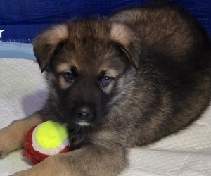 Medium Alaskan Shepherd