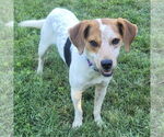 Small #1 Beagle Mix