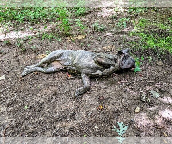 Medium Photo #5 Neapolitan Mastiff-Unknown Mix Puppy For Sale in Ellisville, MO, USA