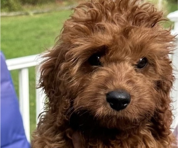 Medium Photo #1 Cavapoo Puppy For Sale in REHOBOTH, MA, USA