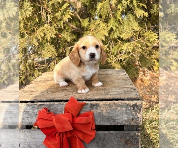 Medium Photo #5 Dachshund Puppy For Sale in MIDDLEBURY, IN, USA