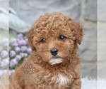 Image preview for Ad Listing. Nickname: Aiden