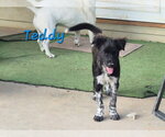Small #1 Collie Mix