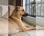 Small #4 Labrador Retriever Mix