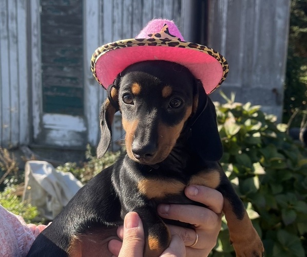 Medium Photo #3 Dachshund Puppy For Sale in GARRETT, PA, USA