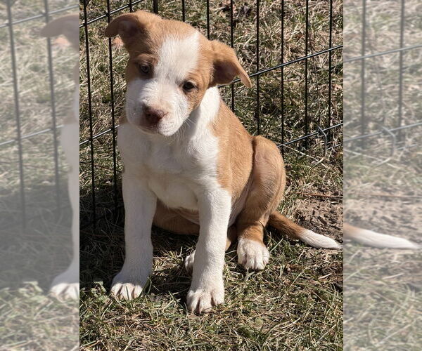 Medium Photo #4 Australian Shepherd-Unknown Mix Puppy For Sale in Springdale, PA, USA