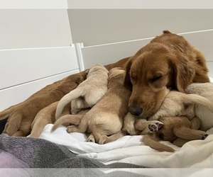Mother of the Golden Retriever puppies born on 12/07/2021