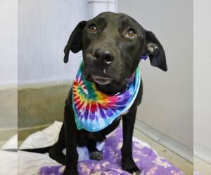 Labrador Retriever-Unknown Mix Dogs for adoption in San Antonio, TX, USA