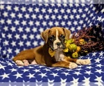 Small Photo #4 Boxer Puppy For Sale in QUARRYVILLE, PA, USA