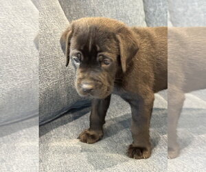 Charlotte's Puppy Teddy - Male Labrador Retriever-Unknown Mix Dog for Adoption - Photo #4