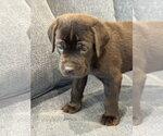 Small Photo #4 Labrador Retriever-Unknown Mix Puppy For Sale in San Diego, CA, USA