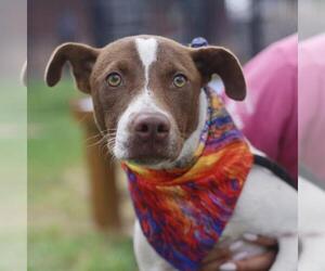 Mutt Dogs for adoption in San Antonio, TX, USA