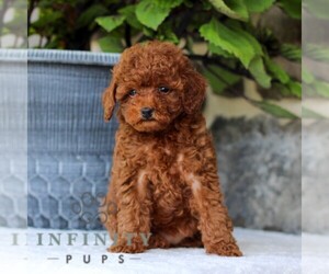 Poodle (Toy) Puppy for sale in EAST EARL, PA, USA