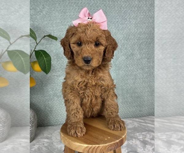 Medium Photo #3 Goldendoodle (Miniature) Puppy For Sale in FRANKLIN, IN, USA
