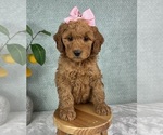 Small #2 Goldendoodle (Miniature)