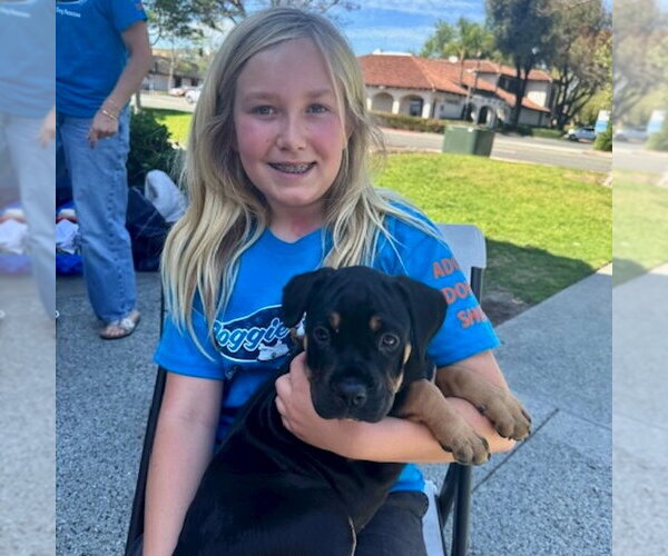 Medium Photo #2 Rottweiler-Unknown Mix Puppy For Sale in San Juan Capistrano, CA, USA