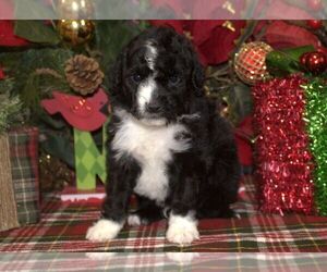 Aussiedoodle Miniature Puppy for sale in HUTCHINSON, KS, USA
