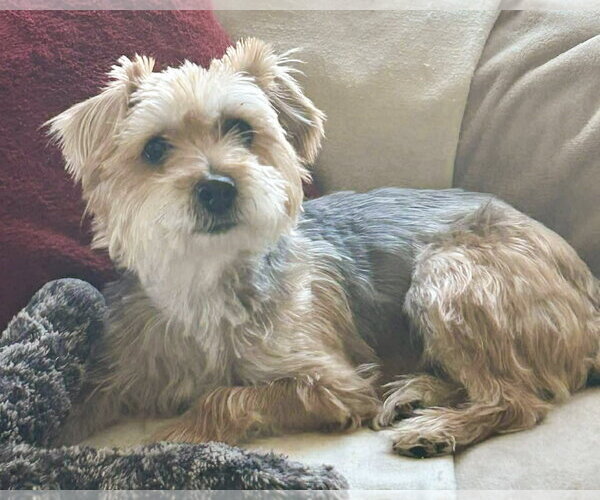 Medium Photo #3 Mutt Puppy For Sale in Corona, CA, USA