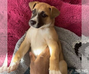 Mutt Dogs for adoption in Washington, DC, USA